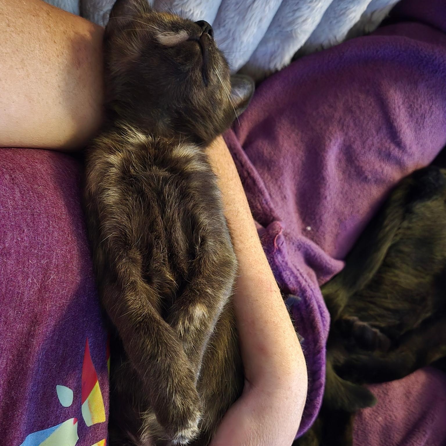 Enlarge Stassi, a Adoptable Domestic Short Hair in Nashville, TN image 5/6