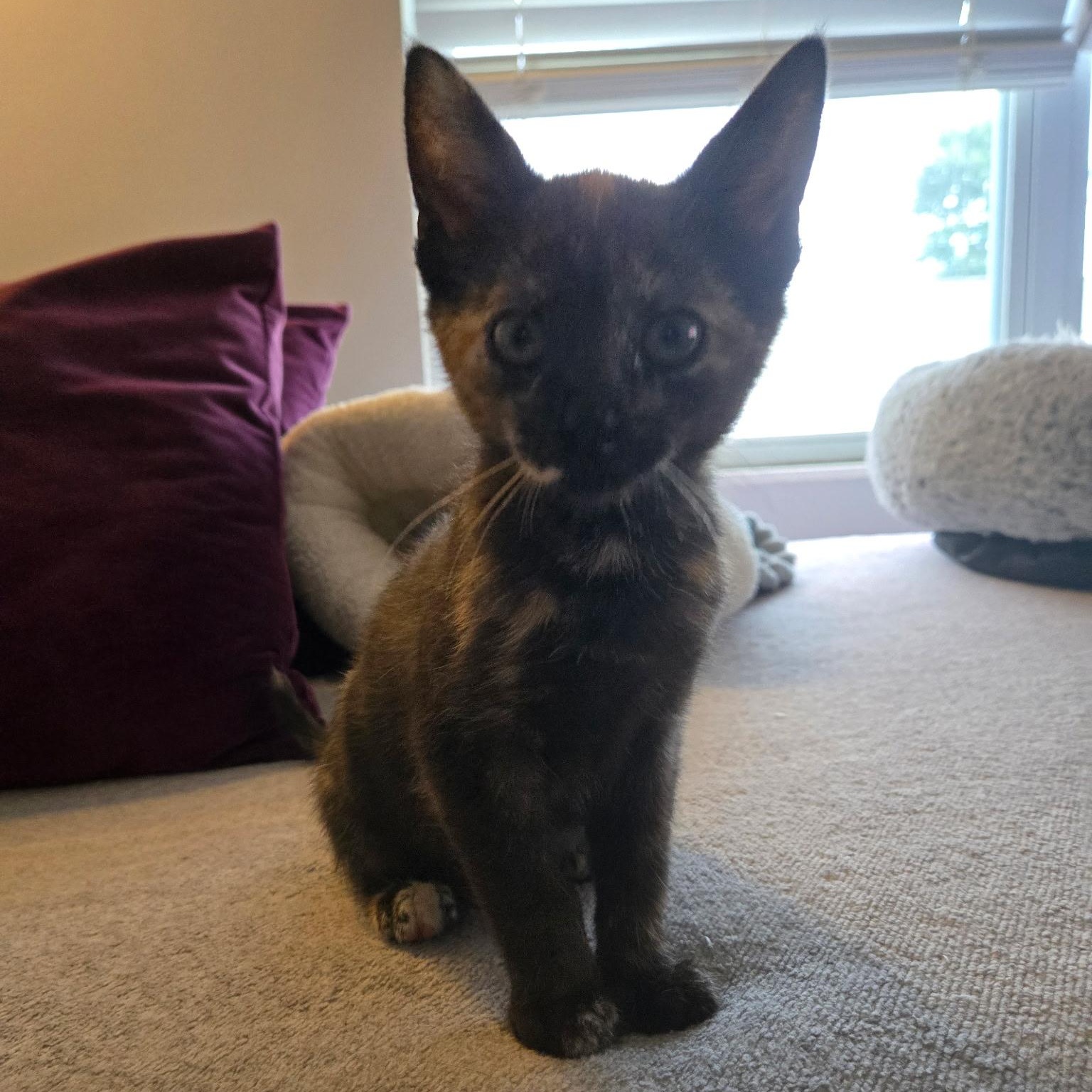 Enlarge Stassi, a Adoptable Domestic Short Hair in Nashville, TN image 6/6