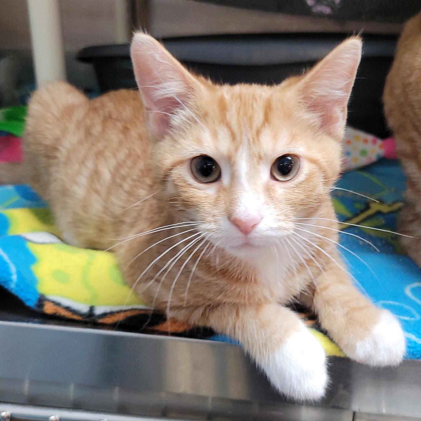 Enlarge Caribbean, a Adoptable Domestic Short Hair in Akron, OH image 1/3