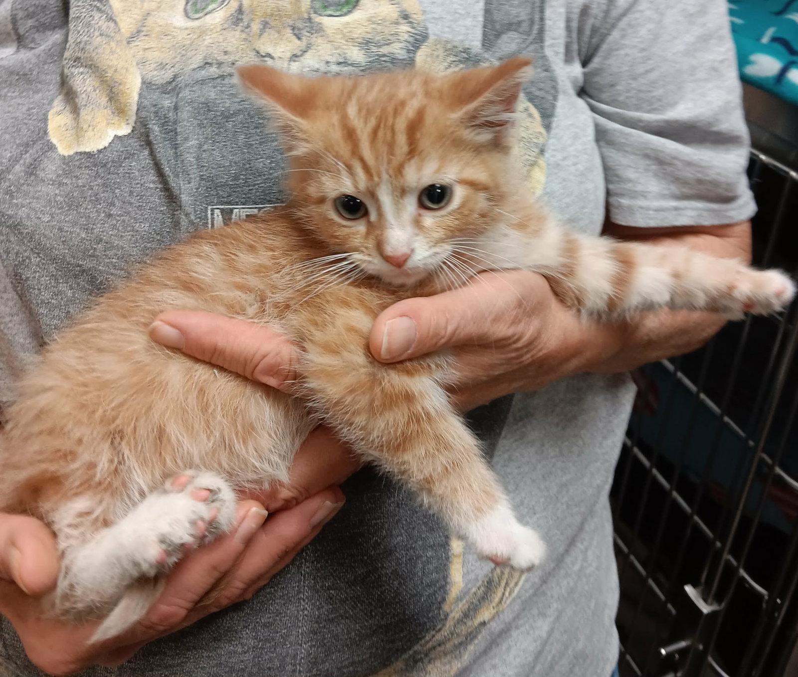 Enlarge Caribbean, a Adoptable Domestic Short Hair in Akron, OH image 2/3