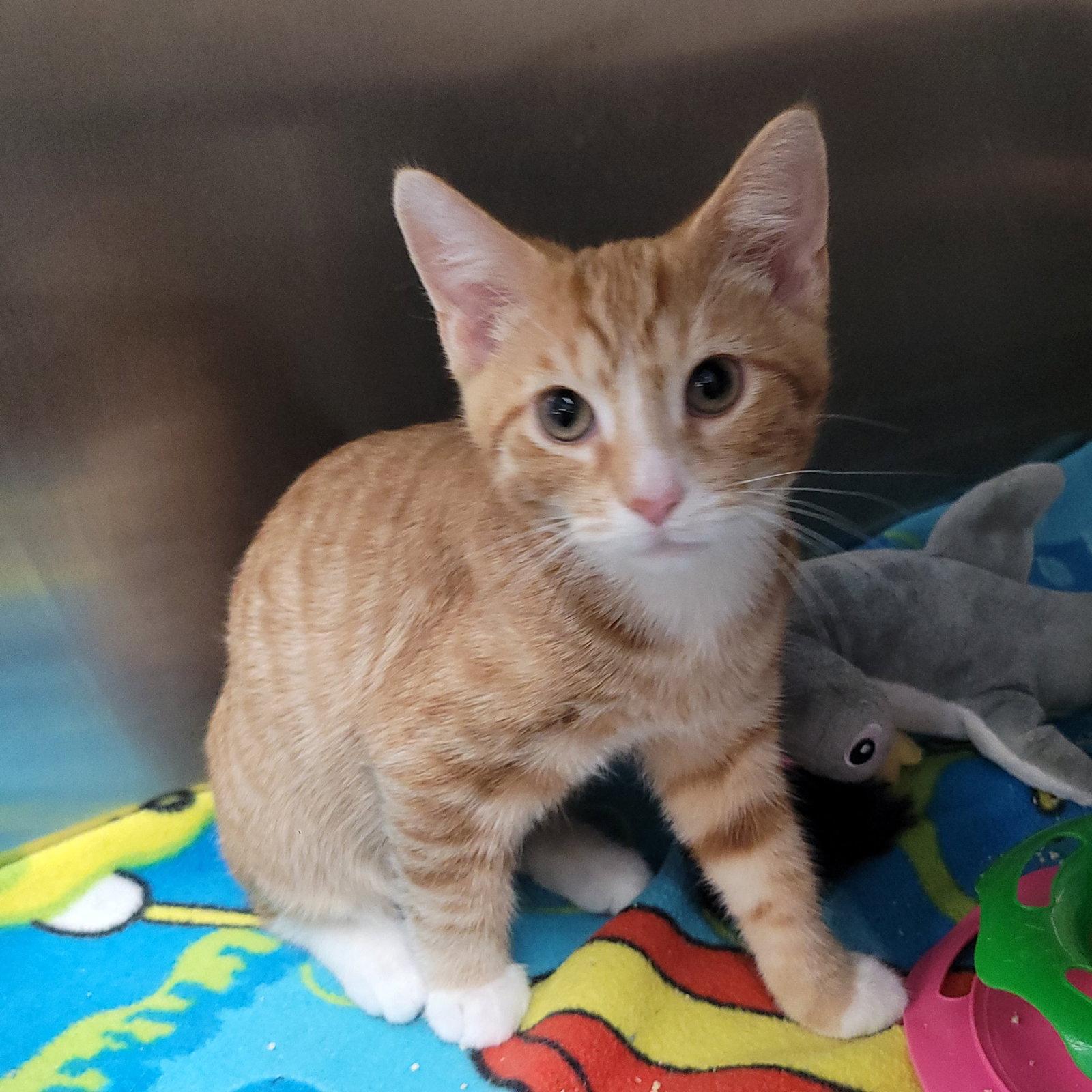 Enlarge Caribbean, a Adoptable Domestic Short Hair in Akron, OH image 3/3