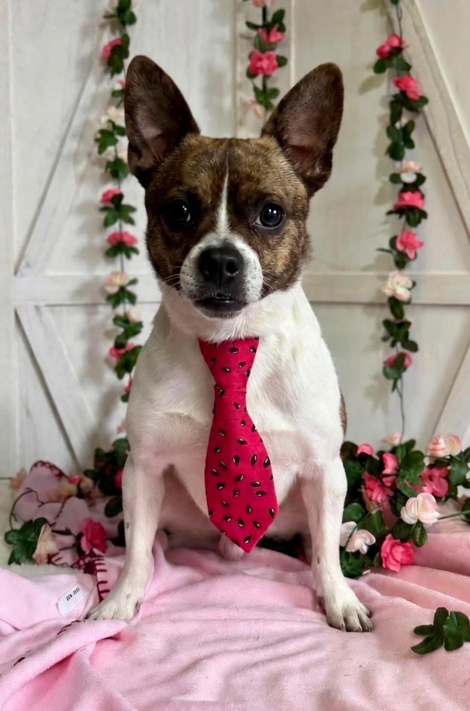 Stewart, adopted, Adult Male Chihuahua.