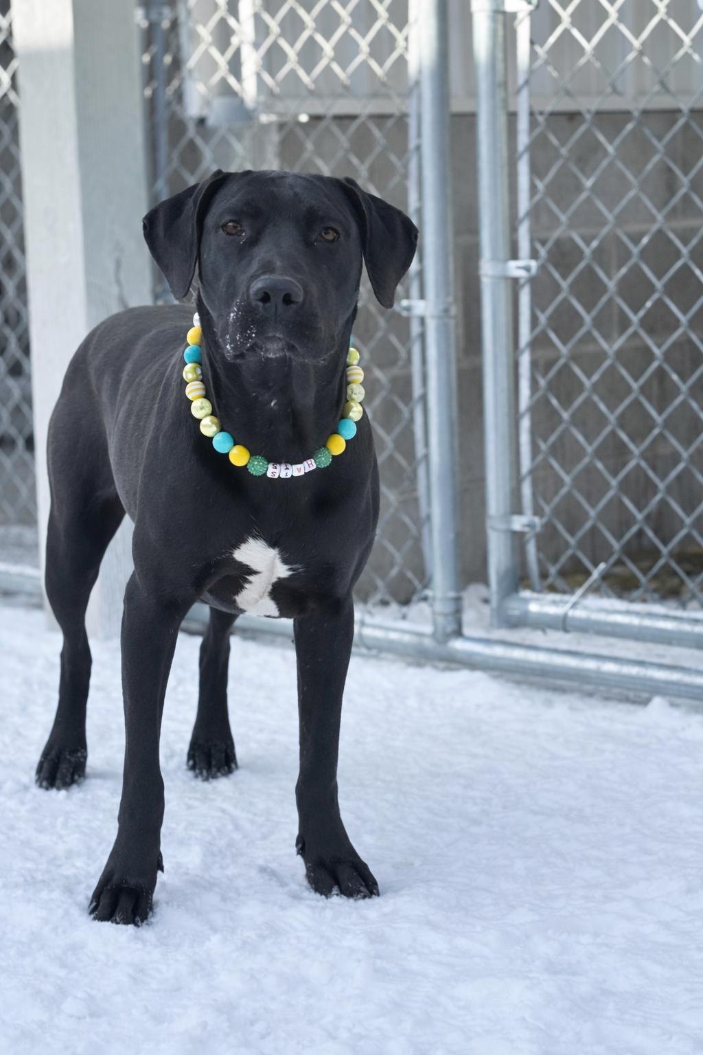 Tefiti, a ADOPTABLE Mixed Breed in Mount Pleasant, MI image 1/3