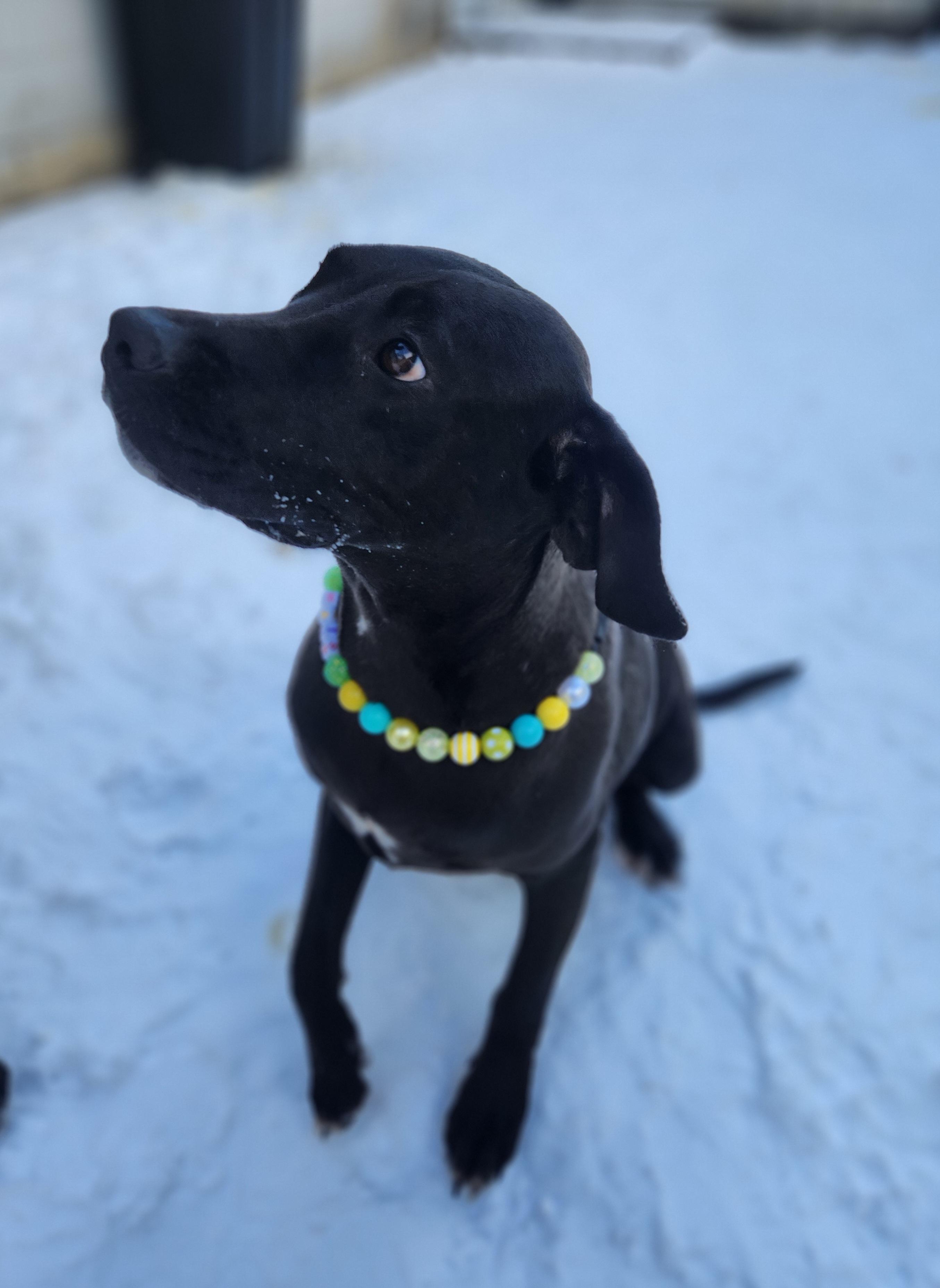 Tefiti, a ADOPTABLE Mixed Breed in Mount Pleasant, MI image 3/3