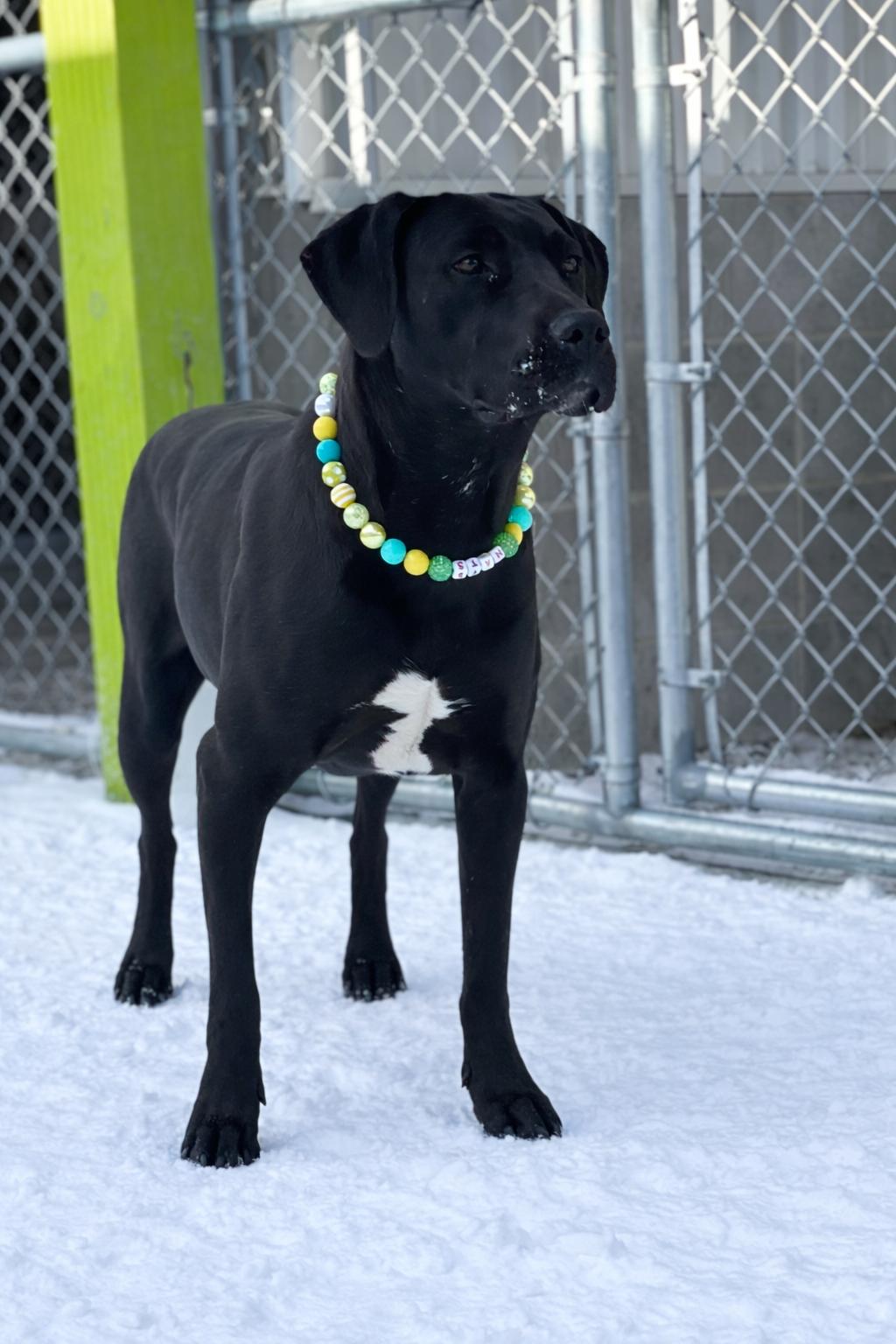 Tefiti, a ADOPTABLE Mixed Breed in Mount Pleasant, MI image 2/3