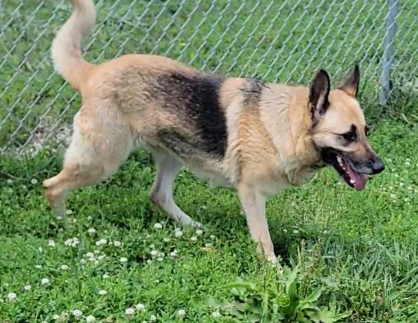 Ginger, a ADOPTABLE German Shepherd Dog in Mount Sterling, KY image 4/6