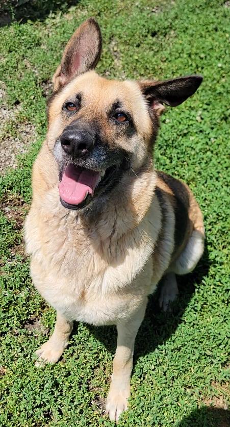 Ginger, a ADOPTABLE German Shepherd Dog in Mount Sterling, KY image 1/6