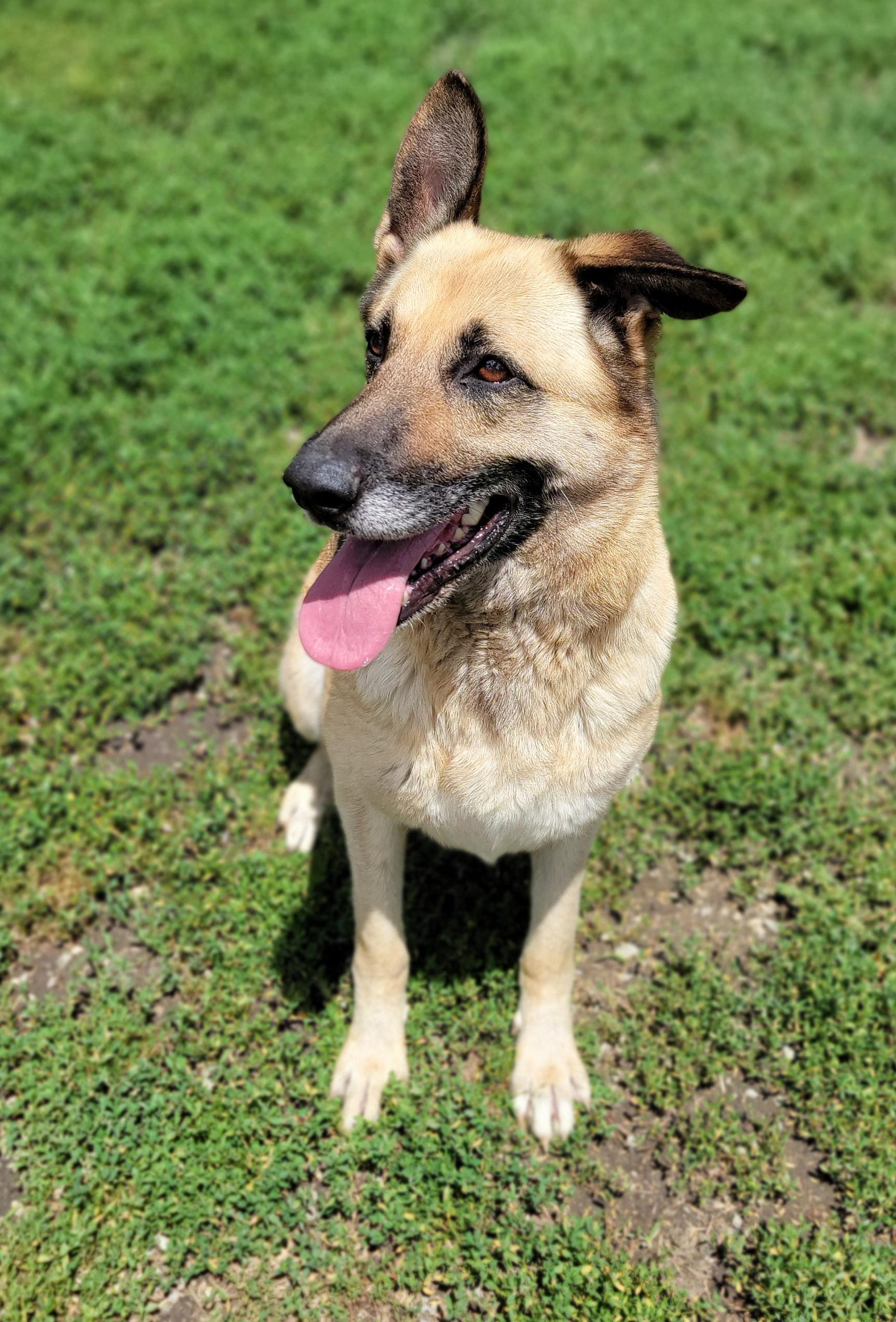 Ginger, a ADOPTABLE German Shepherd Dog in Mount Sterling, KY image 2/6