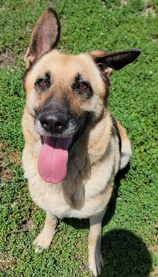 Ginger, a ADOPTABLE German Shepherd Dog in Mount Sterling, KY image 5/6