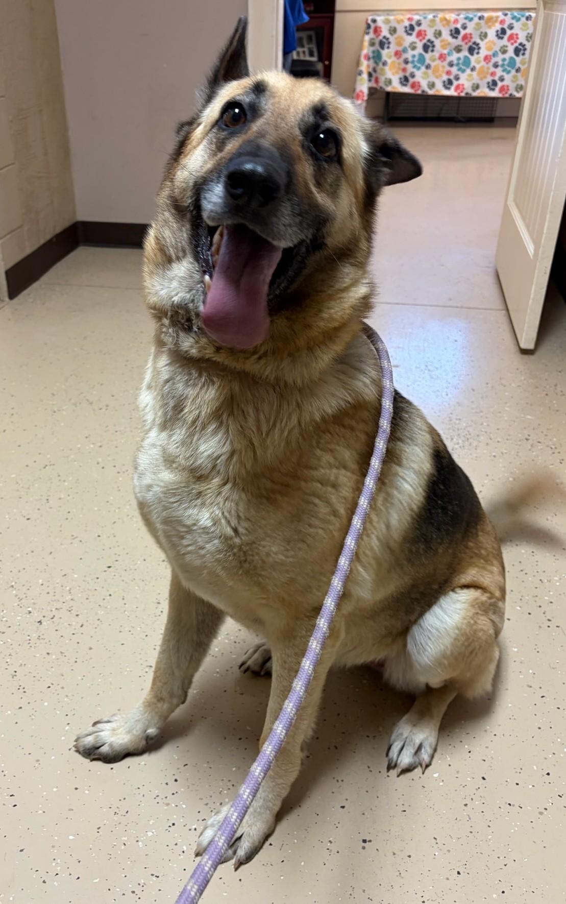 Ginger, a ADOPTABLE German Shepherd Dog in Mount Sterling, KY image 6/6