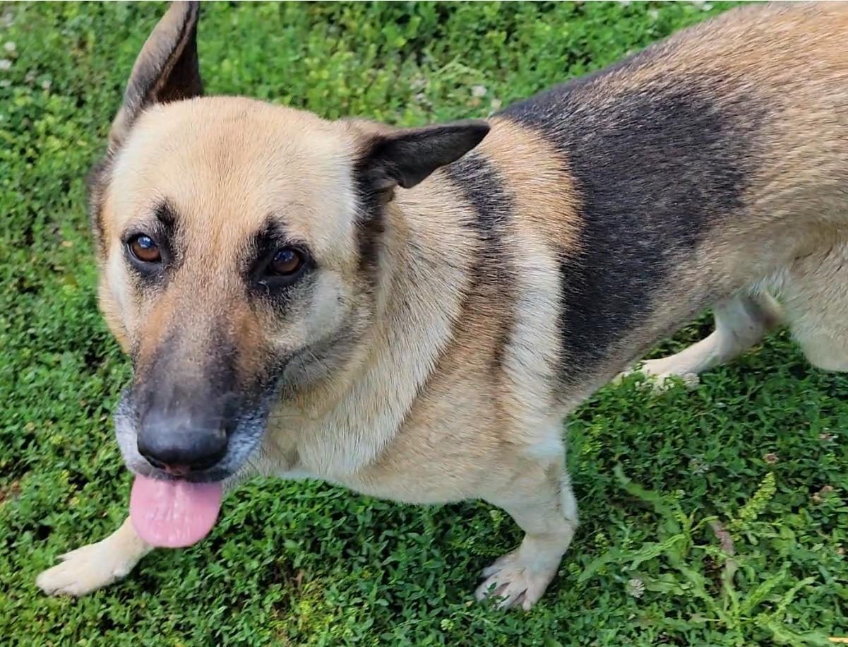 Ginger, a ADOPTABLE German Shepherd Dog in Mount Sterling, KY image 3/6