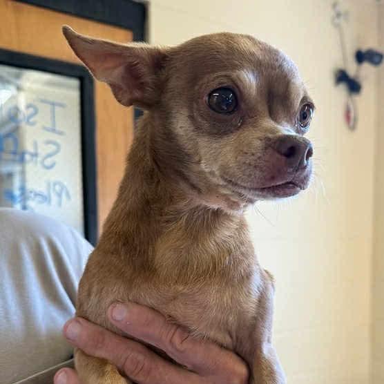 Poco (Bonded w/Bay Bay), Adoptable, Adult Male Chihuahua & Miniature Pinscher.