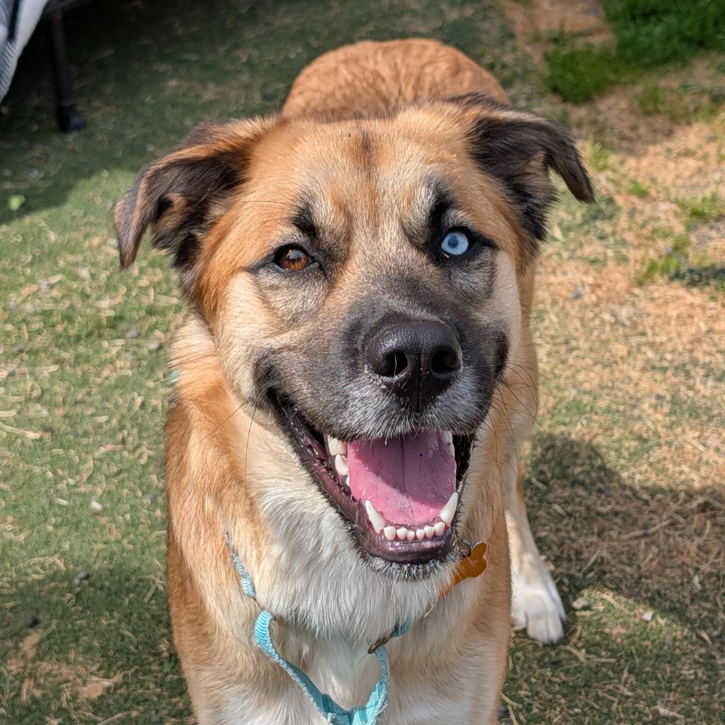 Maple, a Adoptable mixed breed in Aberdeen, WA image 1/6