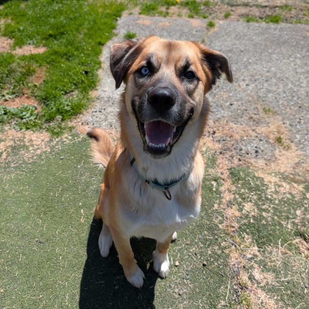 Maple, a Adoptable mixed breed in Aberdeen, WA image 2/6