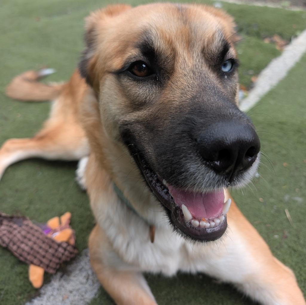 Maple, a Adoptable mixed breed in Aberdeen, WA image 3/6