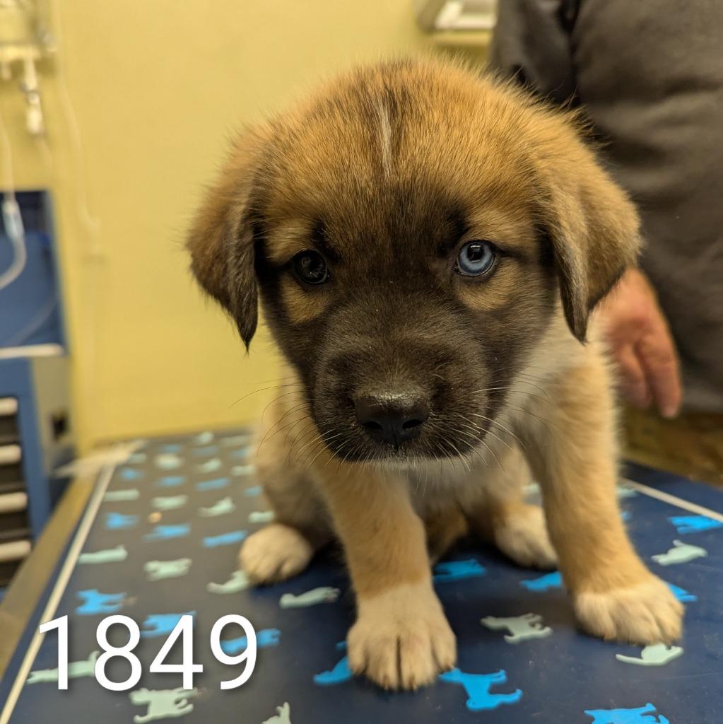 Maple, a Adoptable mixed breed in Aberdeen, WA image 4/6