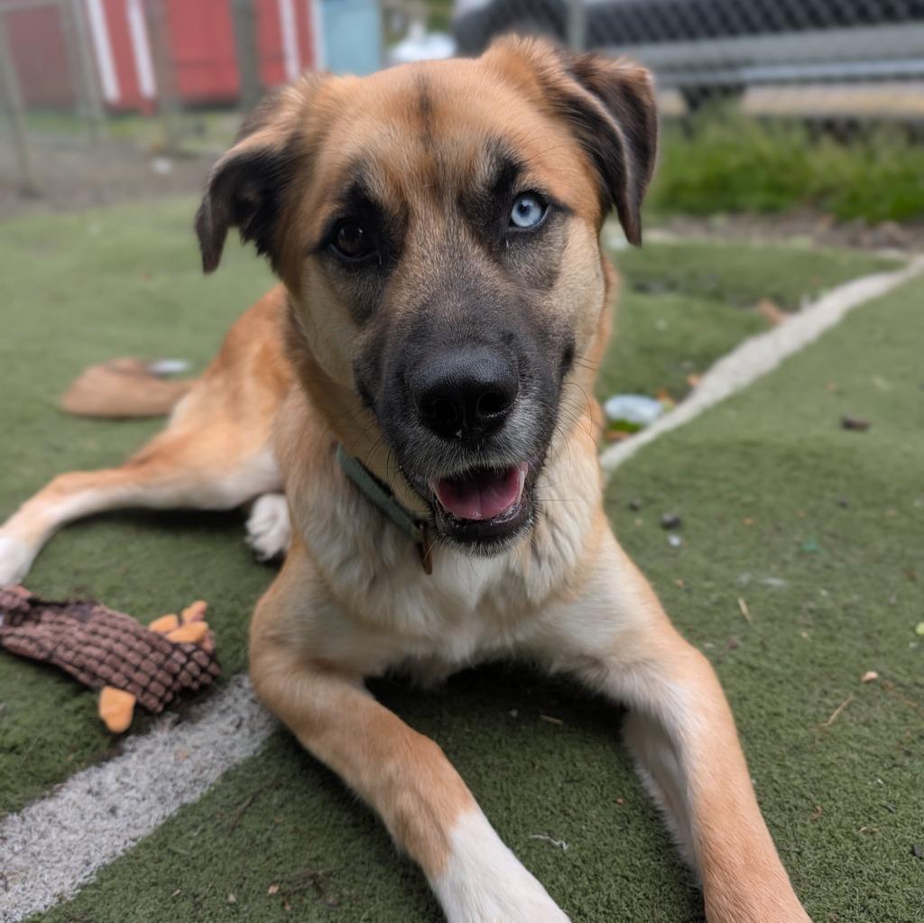 Maple, a Adoptable mixed breed in Aberdeen, WA image 5/6
