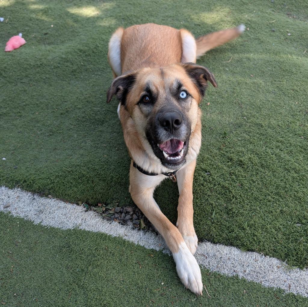 Maple, a Adoptable mixed breed in Aberdeen, WA image 6/6
