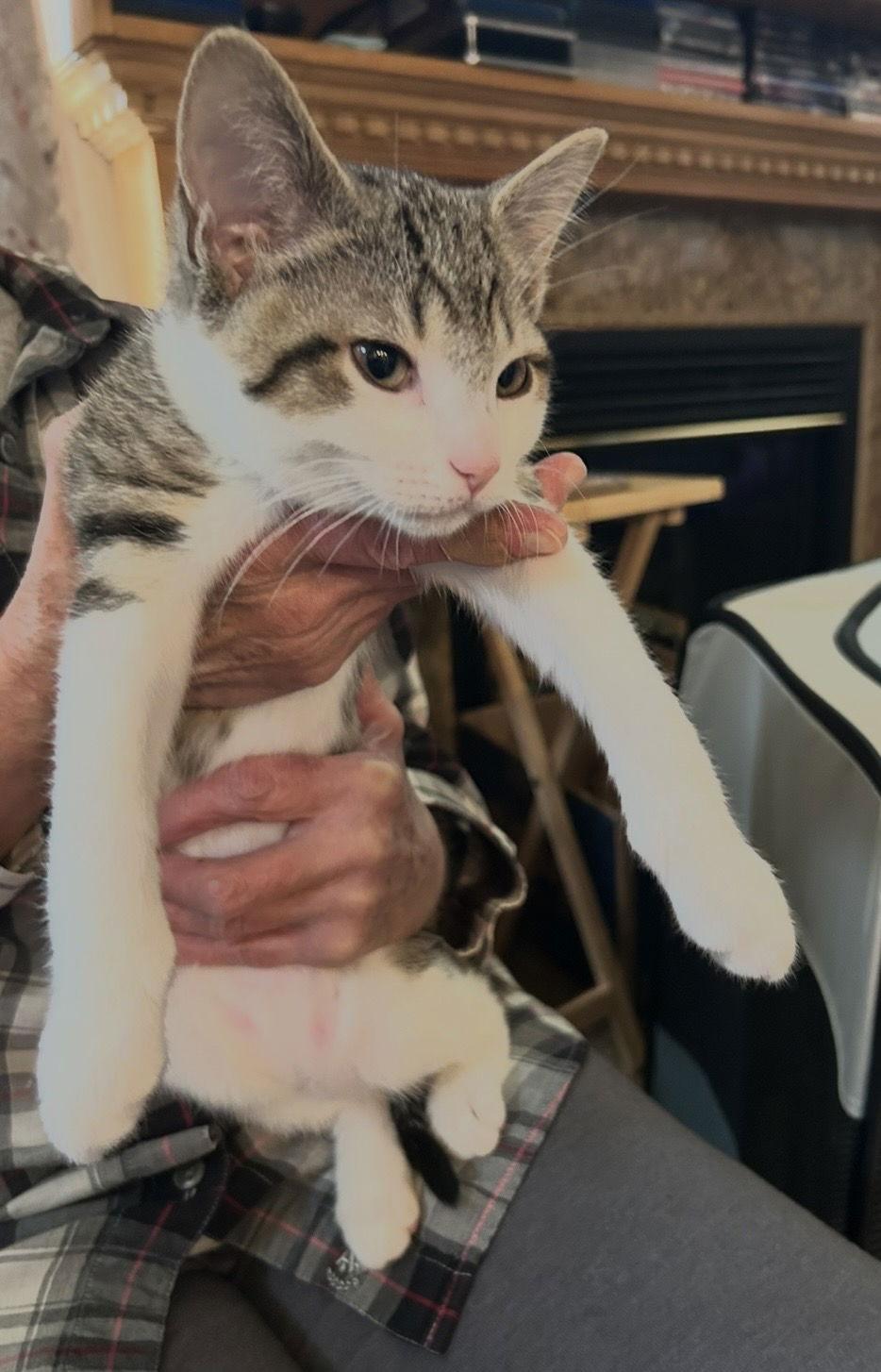 Enlarge Pugsley, a Adoptable Domestic Short Hair in Tacoma, WA image 1/1