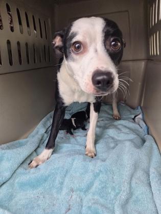 Bug, Adoptable, Young Female Chihuahua & Mixed Breed.