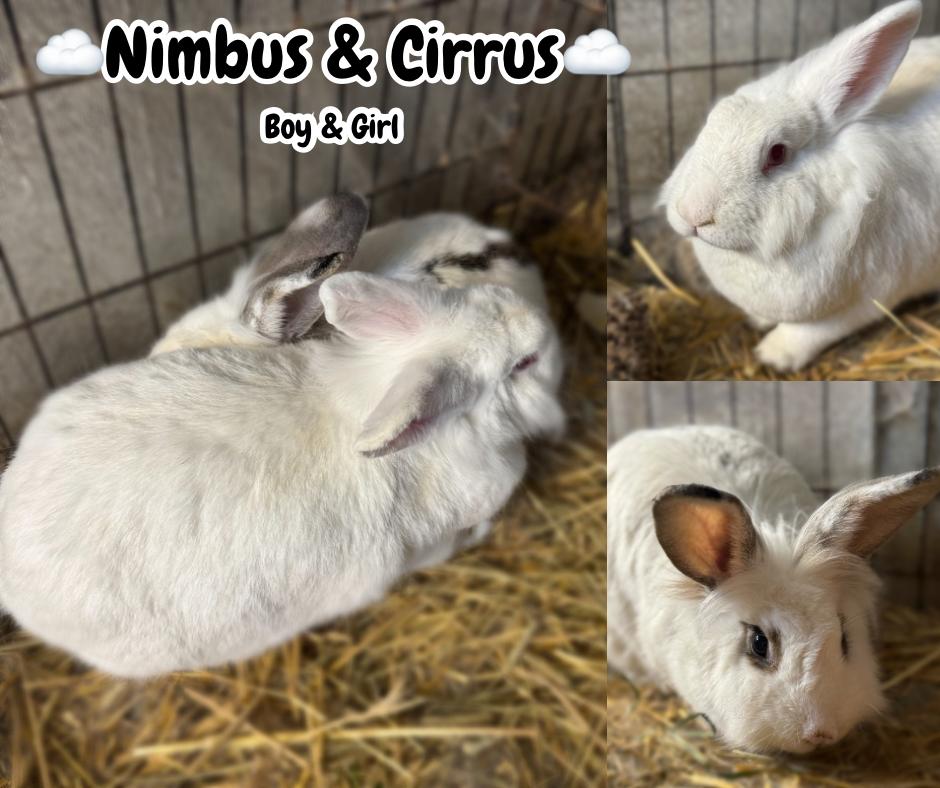 Enlarge Nimbus & Cirrus, a ADOPTABLE mixed breed in Bishopville, SC image 1/1