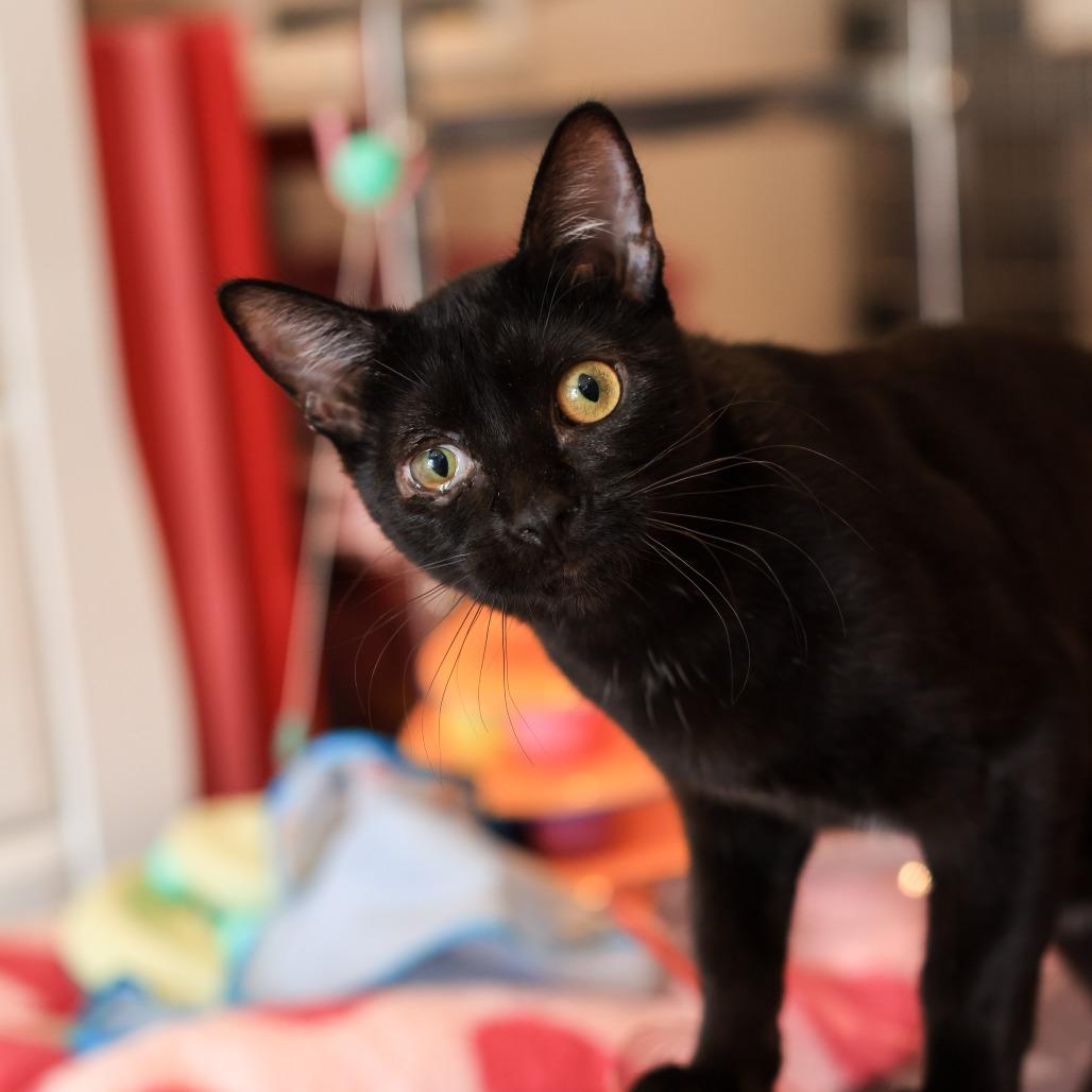 Nutmeg — thumbnail 2