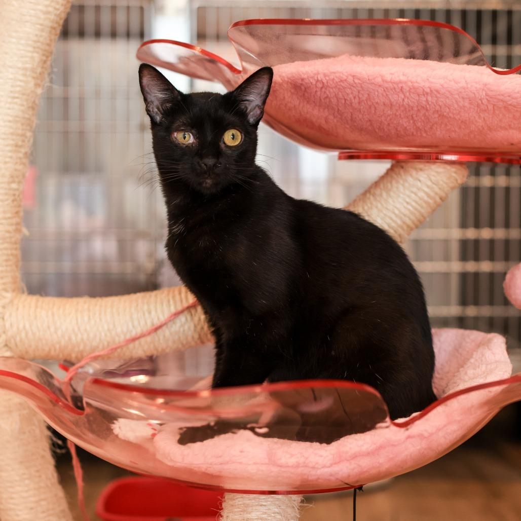 Nutmeg — thumbnail 3