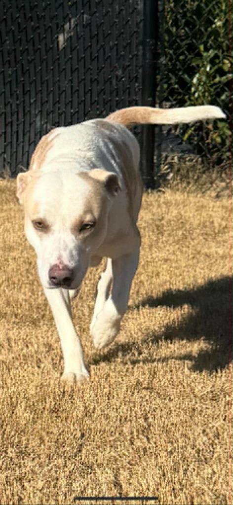 Biscuit, Adoptable, Adult Male Pit Bull Terrier.
