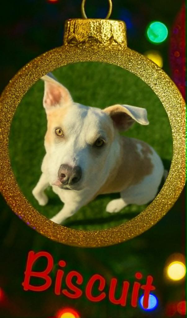 Enlarge Biscuit, a Adoptable mixed breed in East Ridge, TN image 2/3