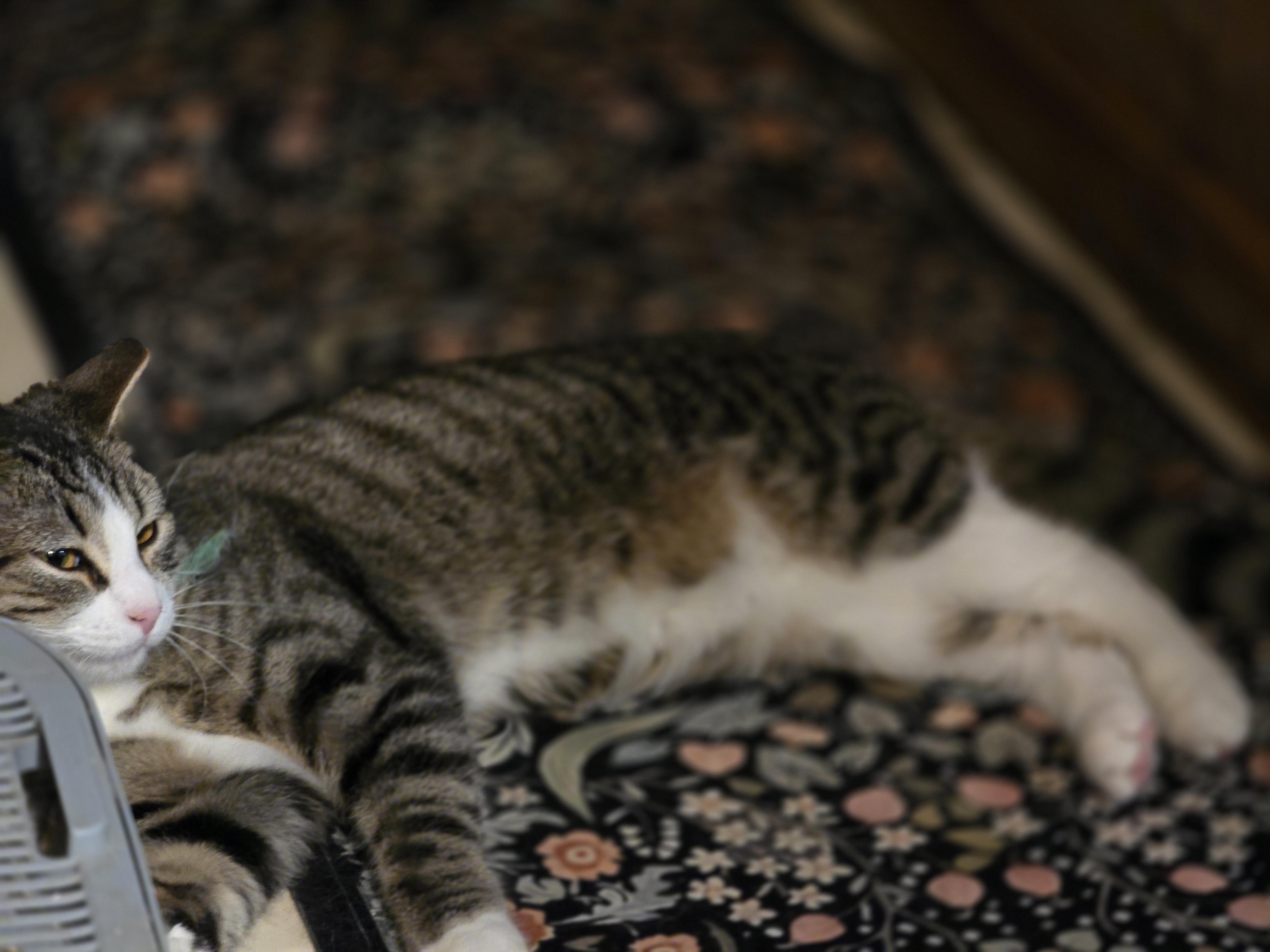 Lucey, a ADOPTABLE Domestic Short Hair in Allison Park, PA image 2/5