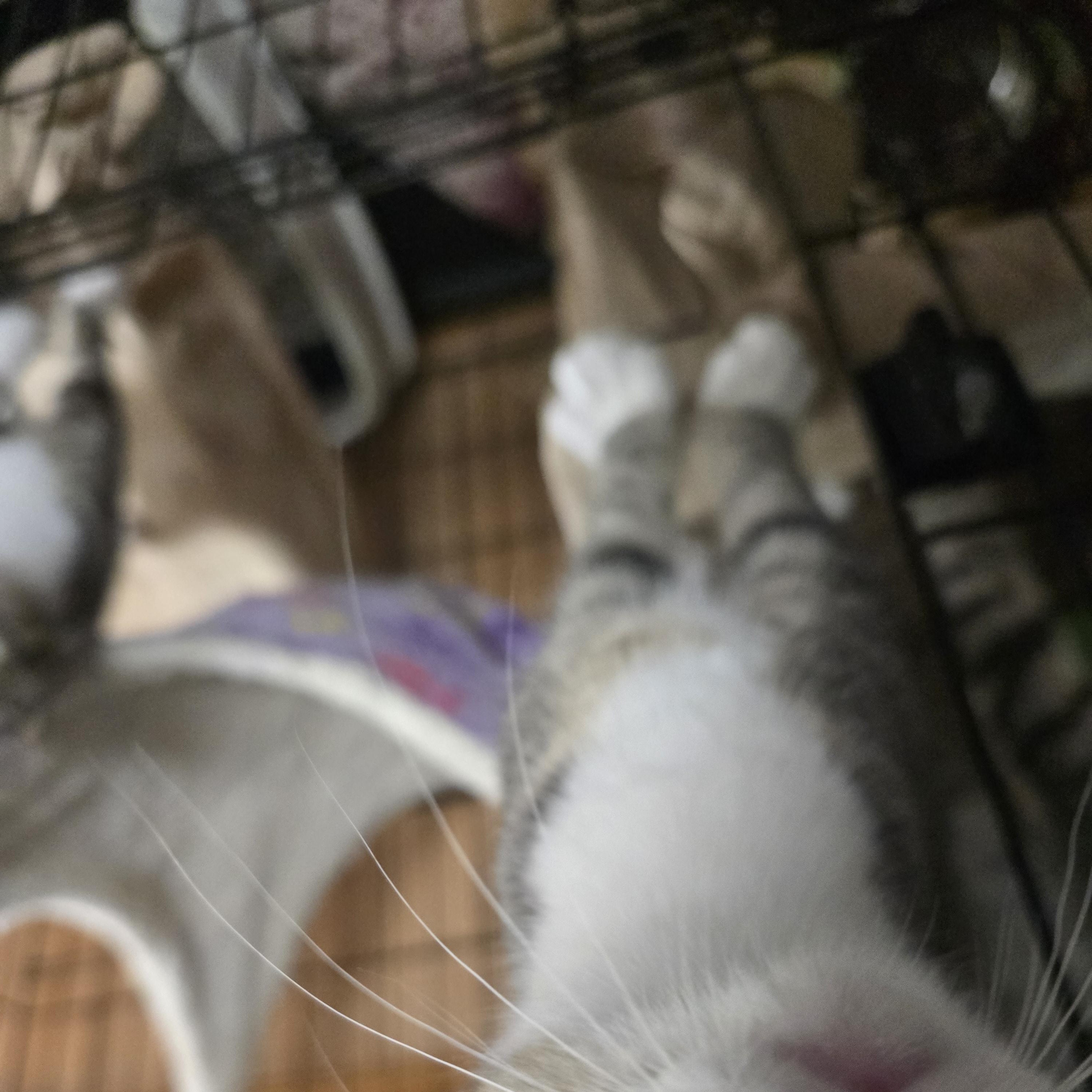 Lucey, a ADOPTABLE Domestic Short Hair in Allison Park, PA image 5/5