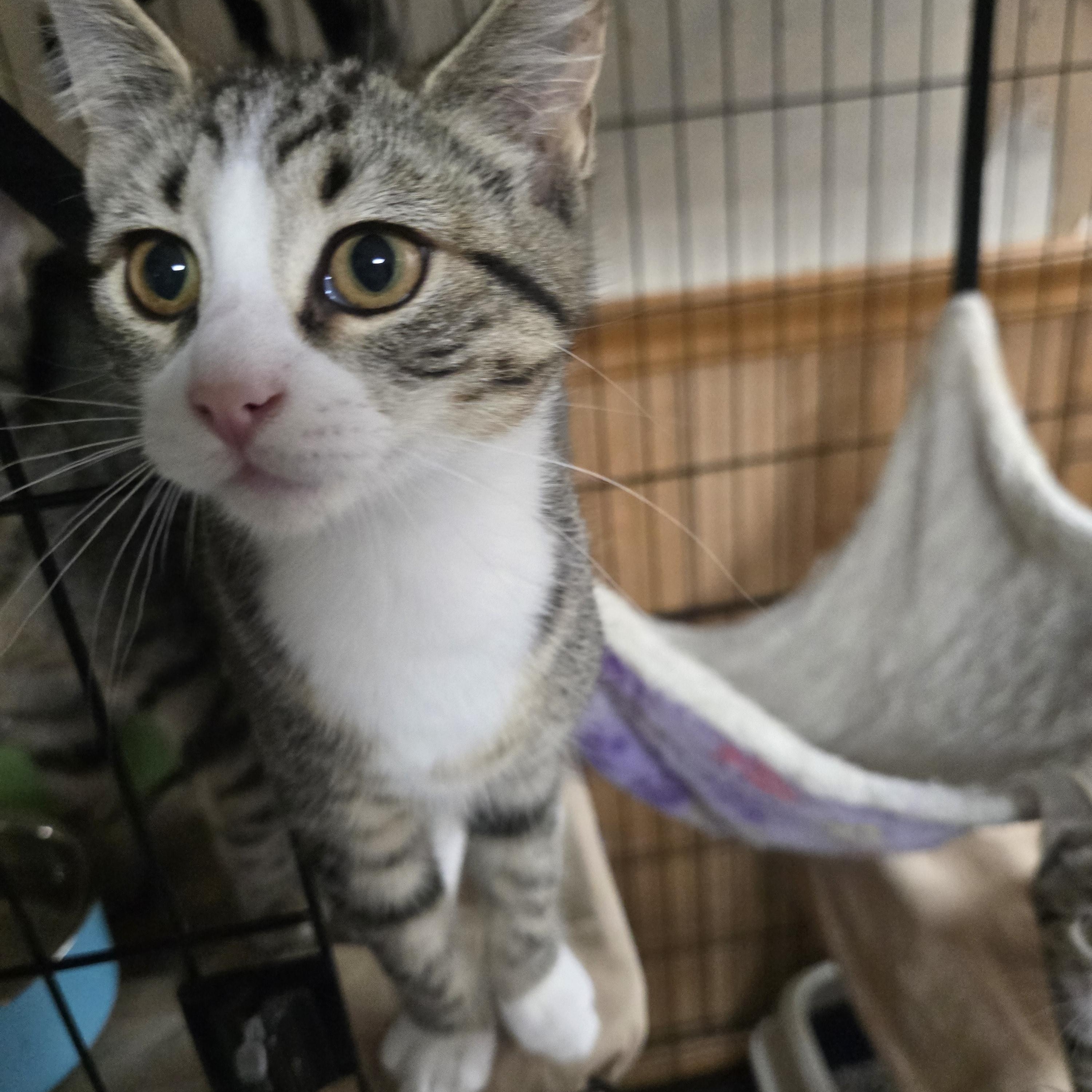 Lucey, a ADOPTABLE Domestic Short Hair in Allison Park, PA image 4/5