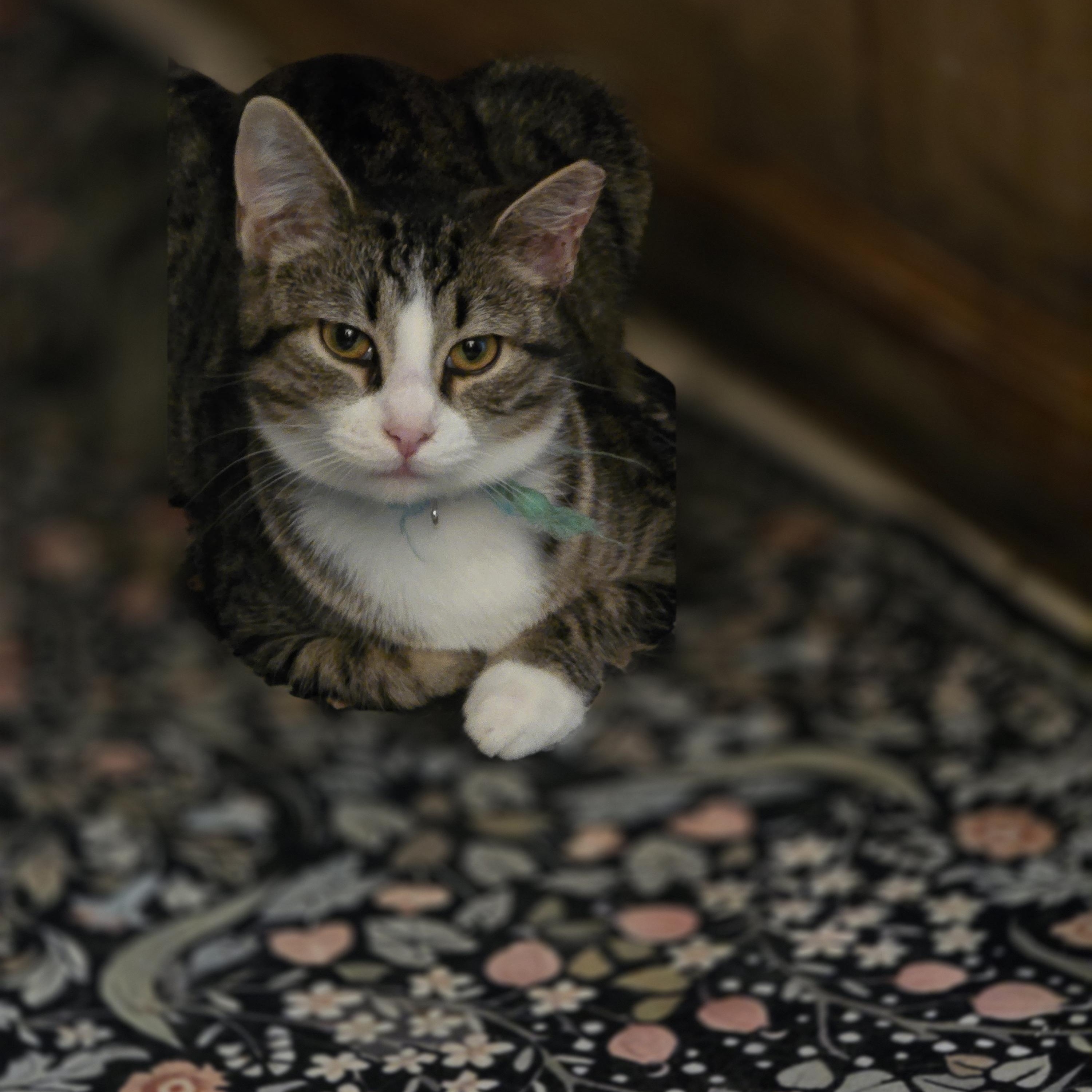Lucey, a ADOPTABLE Domestic Short Hair in Allison Park, PA image 1/5