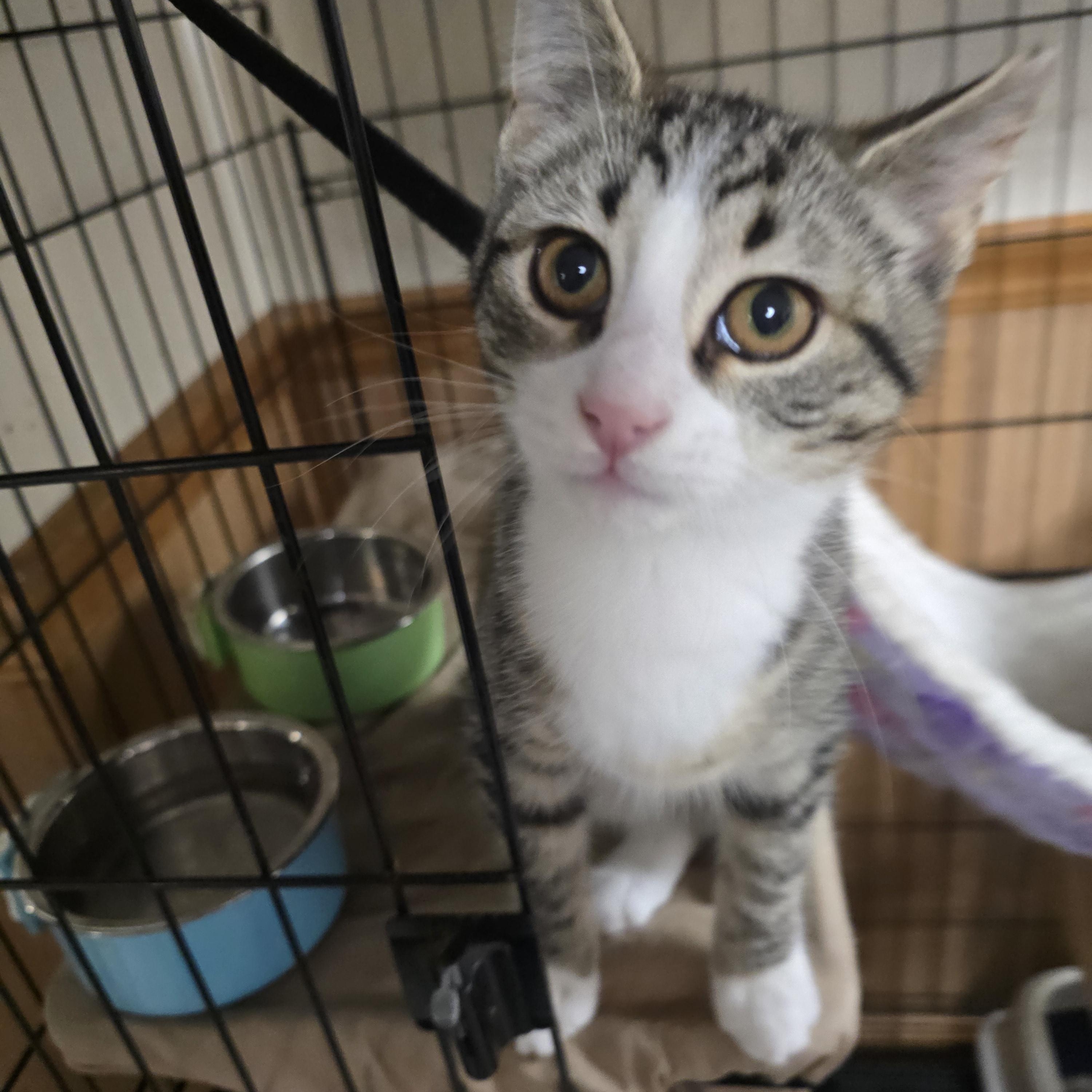 Lucey, a ADOPTABLE Domestic Short Hair in Allison Park, PA image 3/5