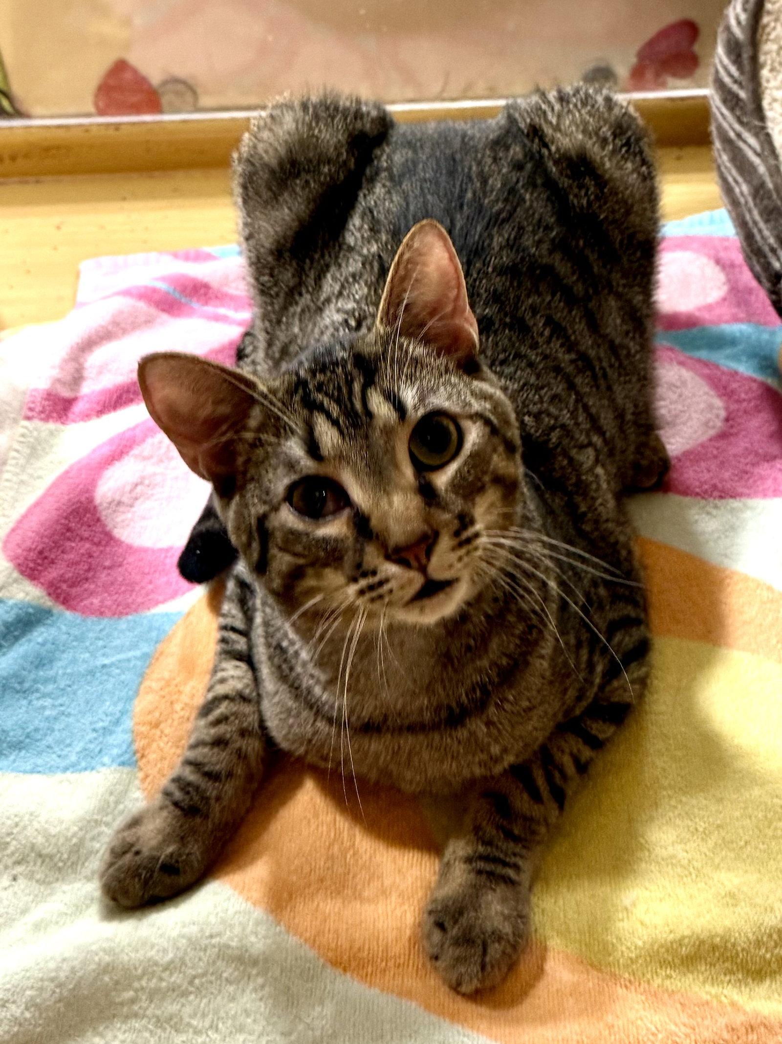 Enlarge Gabe 4.28.25, a Adoptable Domestic Short Hair in Apopka, FL image 1/3