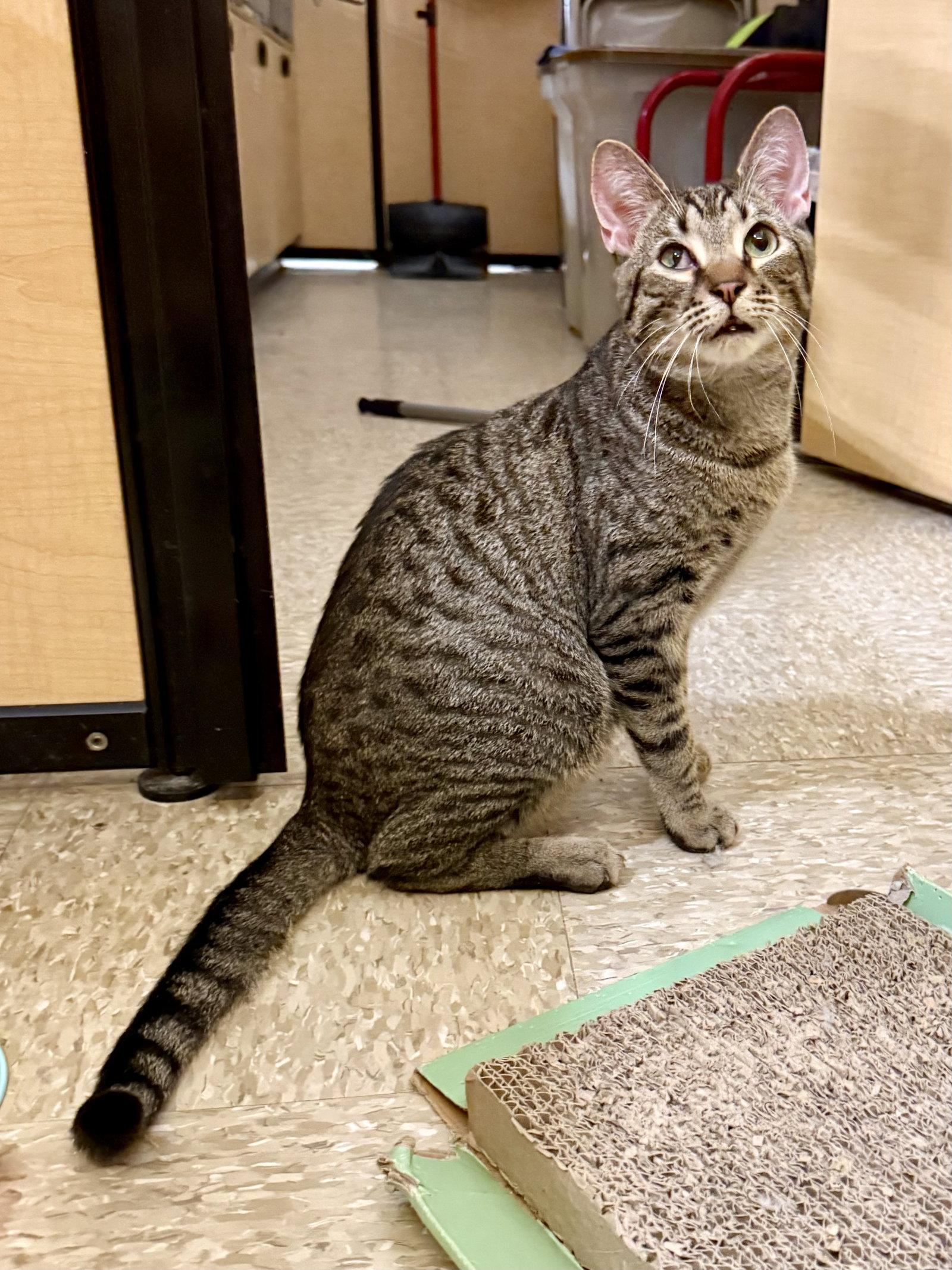 Enlarge Gabe 4.28.25, a Adoptable Domestic Short Hair in Apopka, FL image 2/3