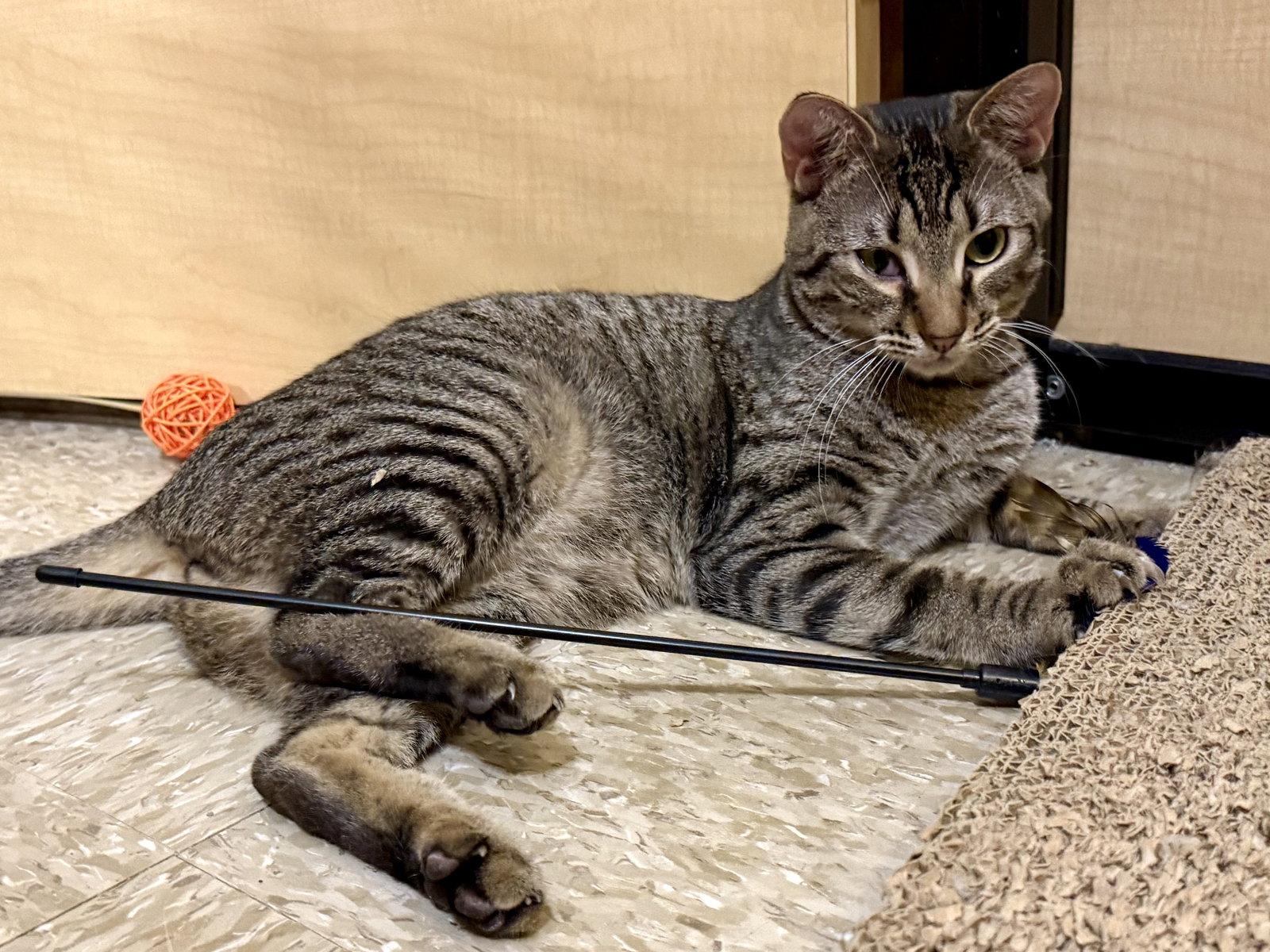 Enlarge Gabe 4.28.25, a Adoptable Domestic Short Hair in Apopka, FL image 3/3