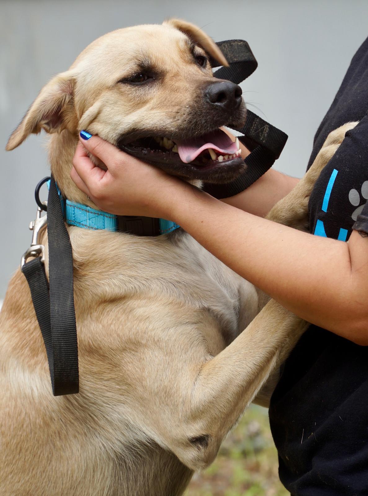 Enlarge Luna, a Adoptable mixed breed in Punta Santiago, PR image 2/3