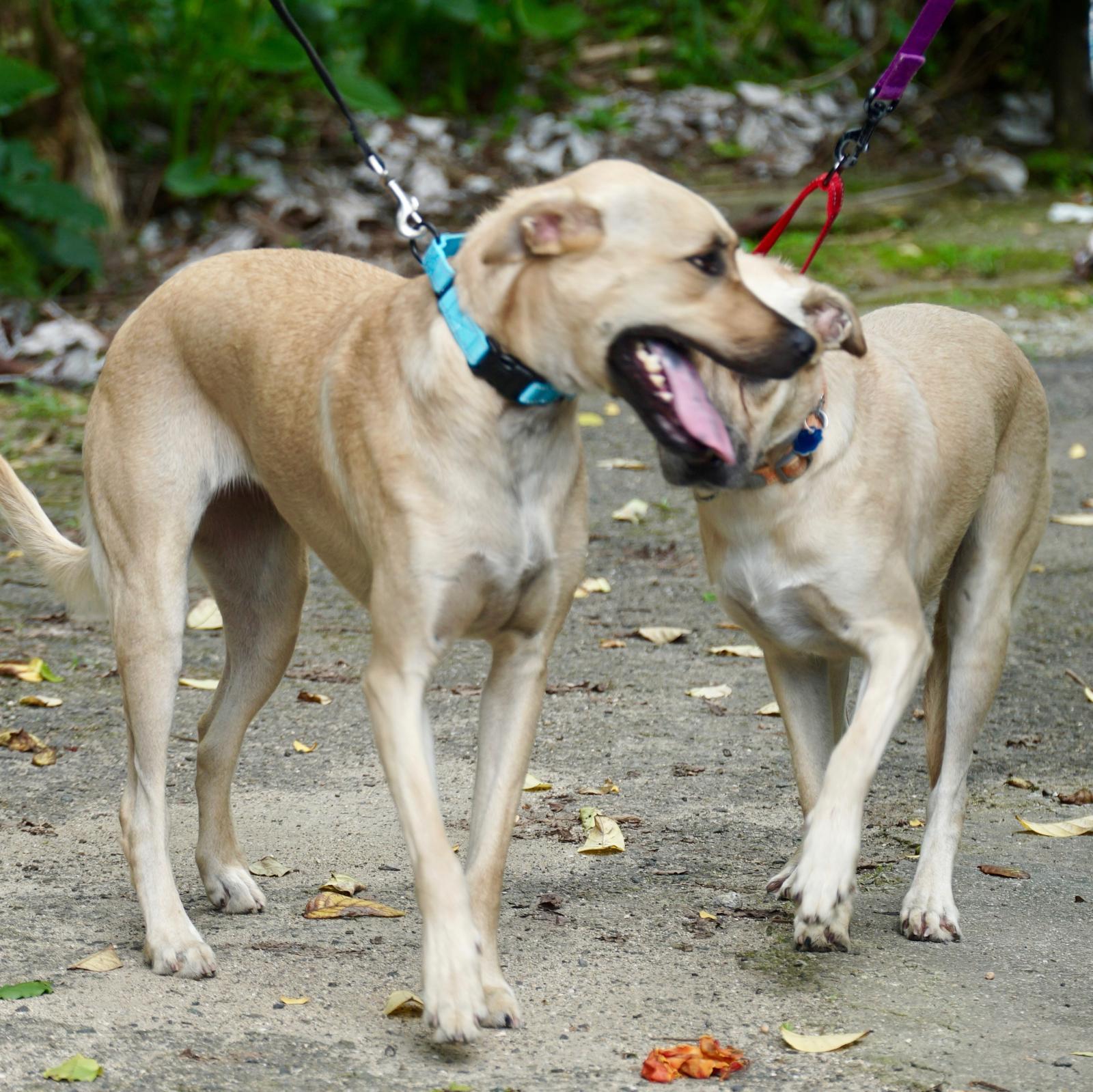 Enlarge Luna, a Adoptable mixed breed in Punta Santiago, PR image 3/3