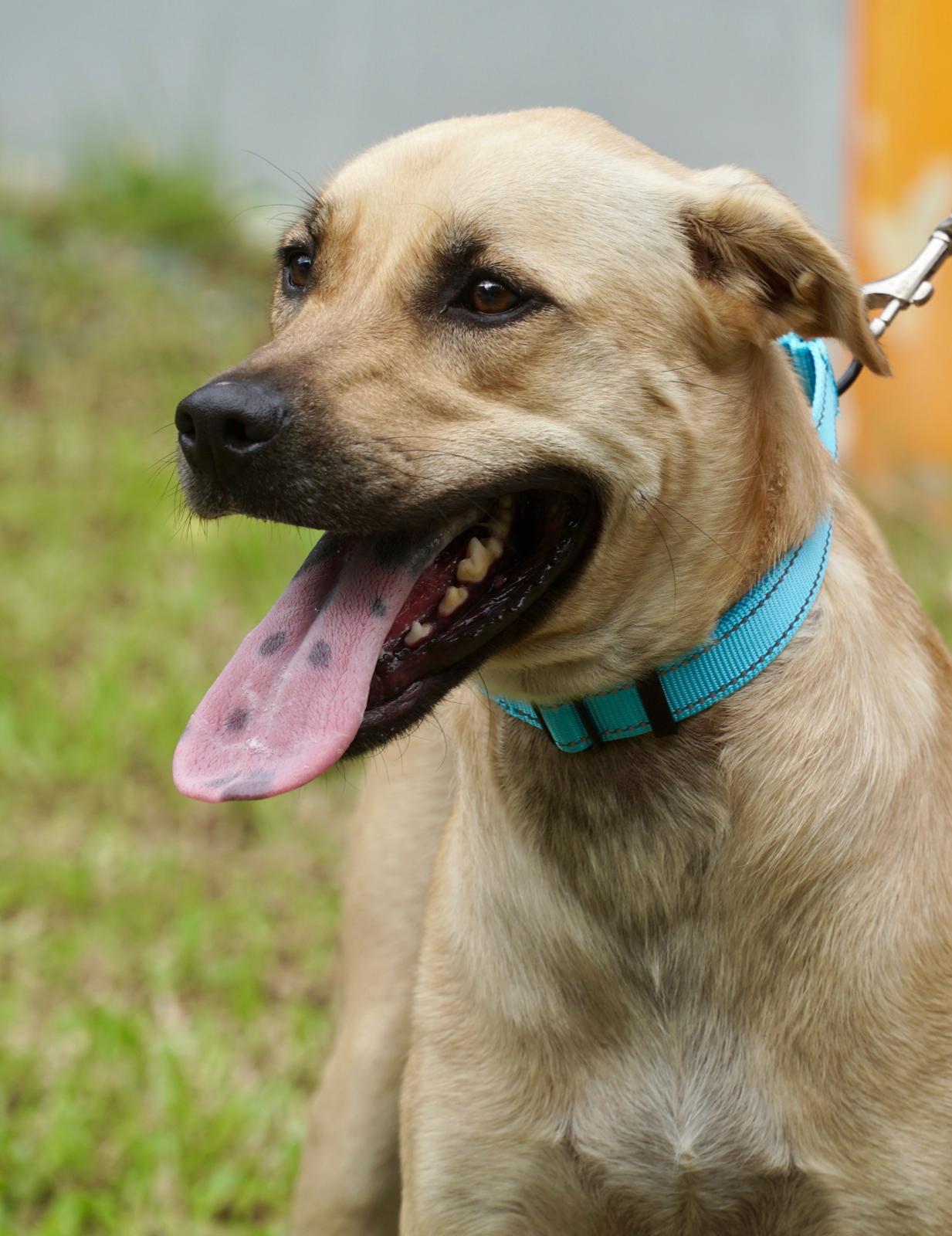 Enlarge Luna, a Adoptable mixed breed in Punta Santiago, PR image 1/3