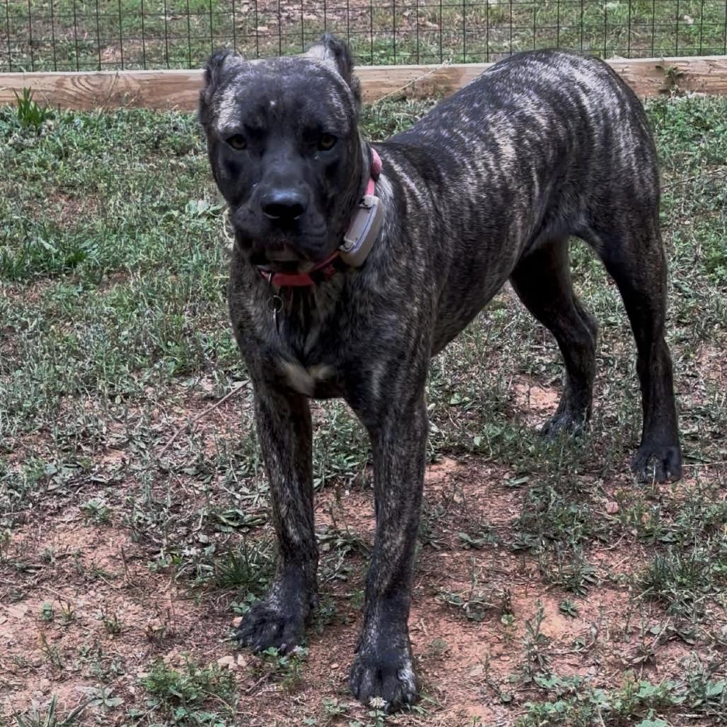 Enlarge Tilly, a Adoptable Presa Canario in Durham, NC image 1/6