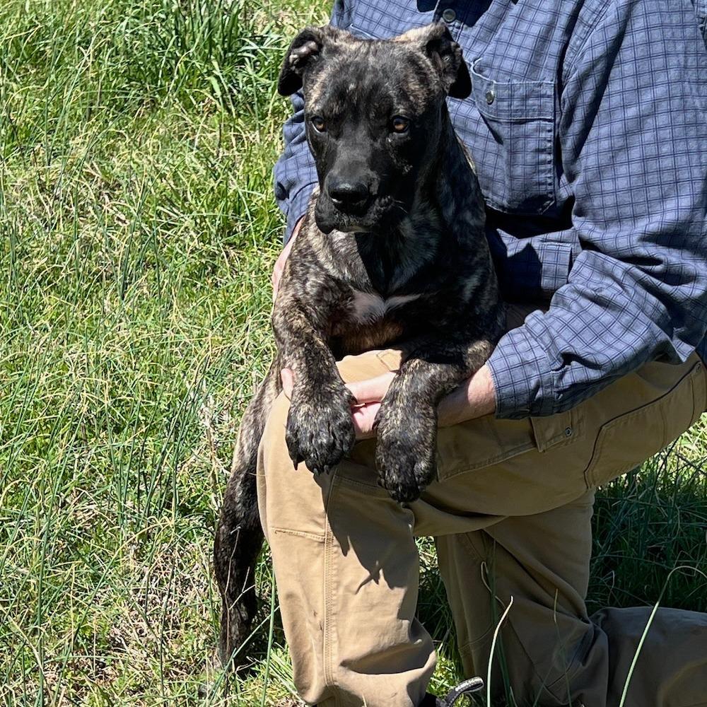 Enlarge Tilly, a Adoptable Presa Canario in Durham, NC image 2/6