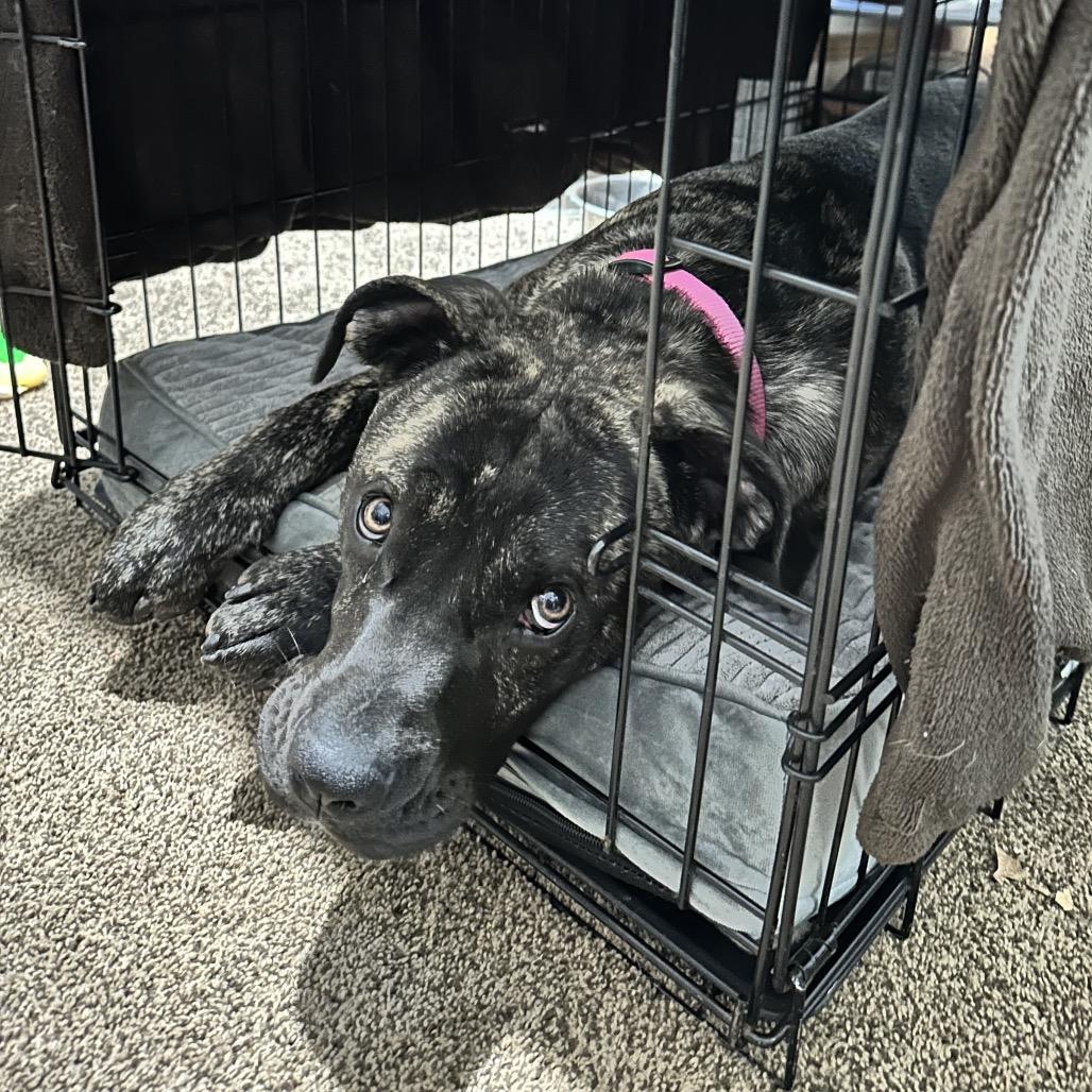 Enlarge Tilly, a Adoptable Presa Canario in Durham, NC image 3/6