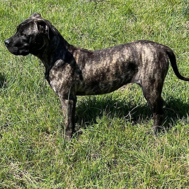 Enlarge Tilly, a Adoptable Presa Canario in Durham, NC image 4/6