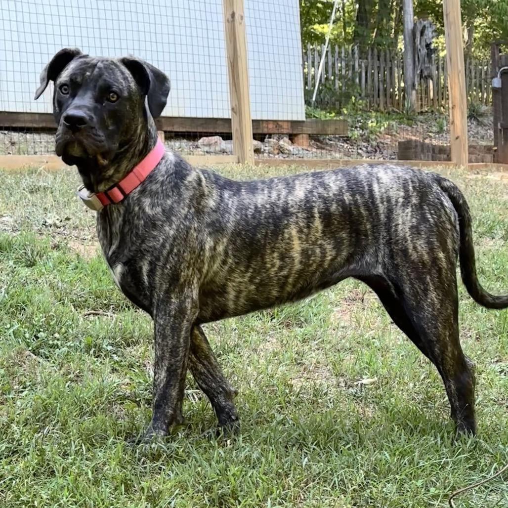 Enlarge Tilly, a Adoptable Presa Canario in Durham, NC image 5/6