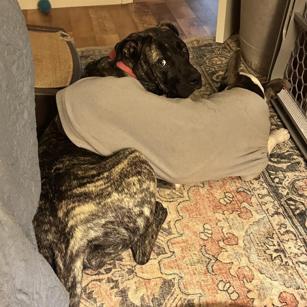 Enlarge Tilly, a Adoptable Presa Canario in Durham, NC image 6/6