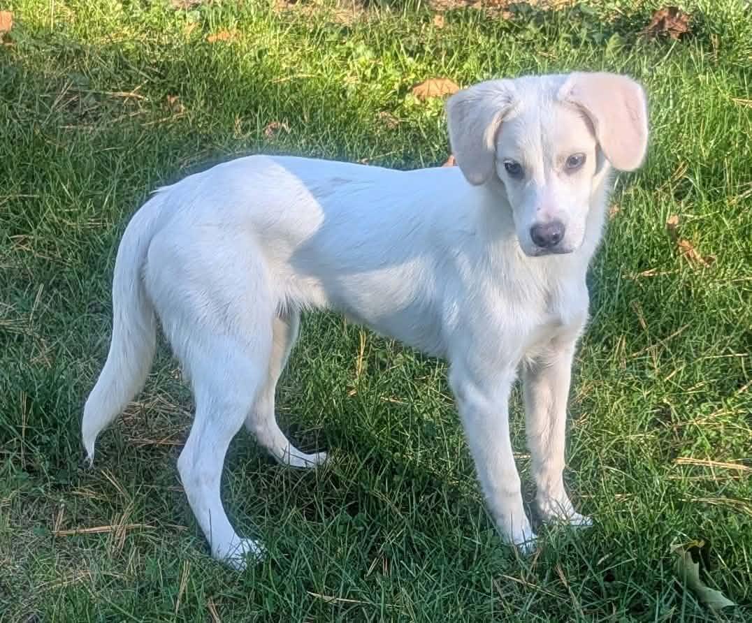 Sharlee, Adoptable, Young Female Labrador Retriever & Beagle.