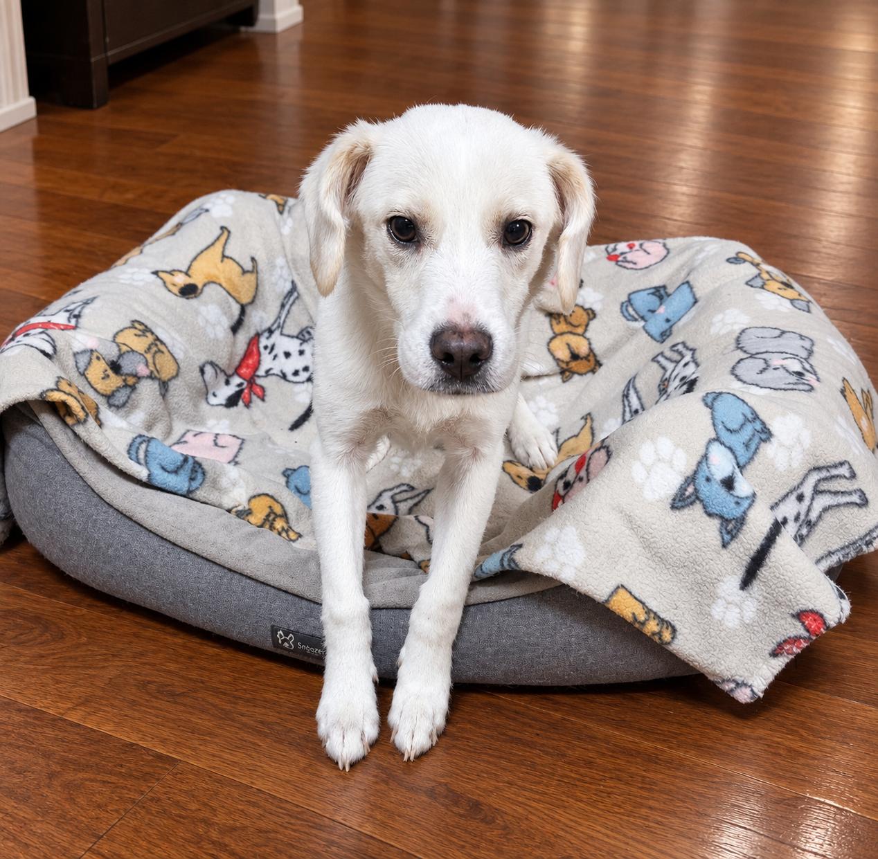 Enlarge Sharlee, a Adoptable mixed breed in Yorkville, IL image 2/5