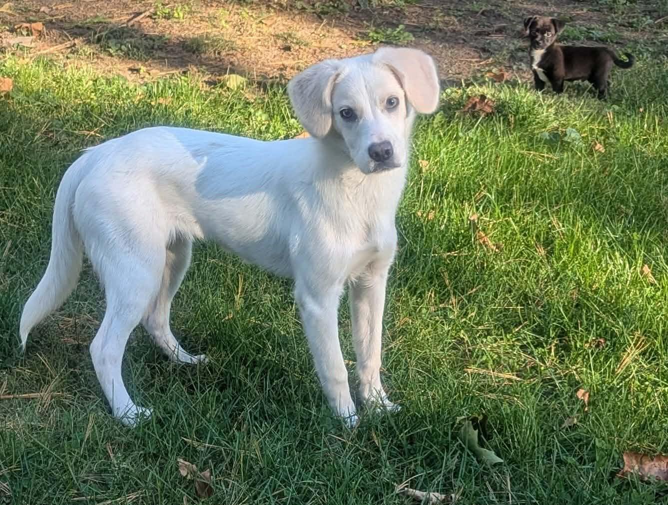 Enlarge Sharlee, a Adoptable mixed breed in Yorkville, IL image 5/5