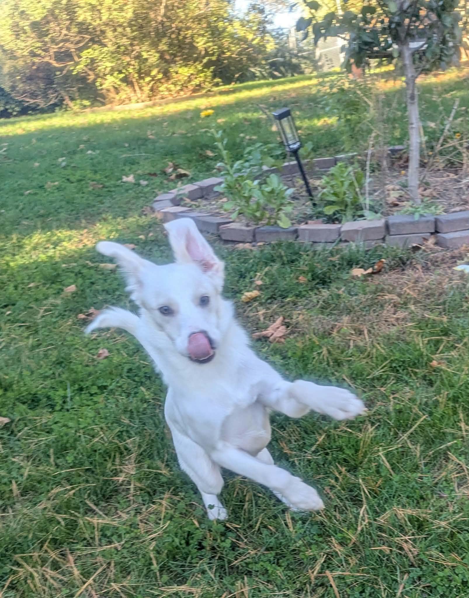 Enlarge Sharlee, a Adoptable mixed breed in Yorkville, IL image 3/5